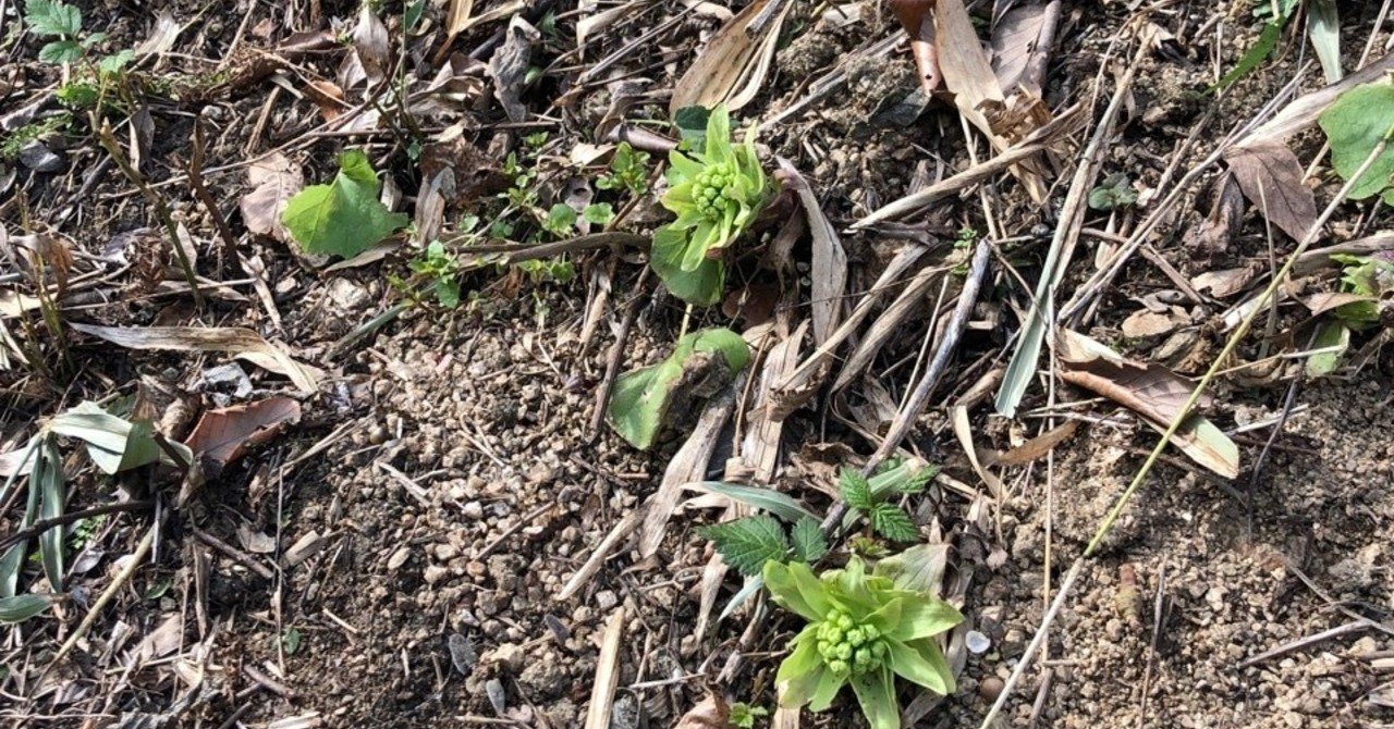 知識ゼロからふきのとう採取の旅へ 佐々木邦明 Drone Note 知識ゼロからふきのとう採取の旅へ 佐々木邦明 Drone Note