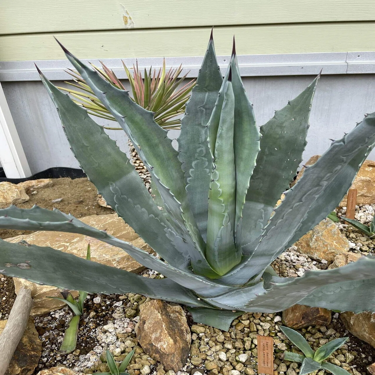 地植えアガベ 無事に越冬｜トミヒロ