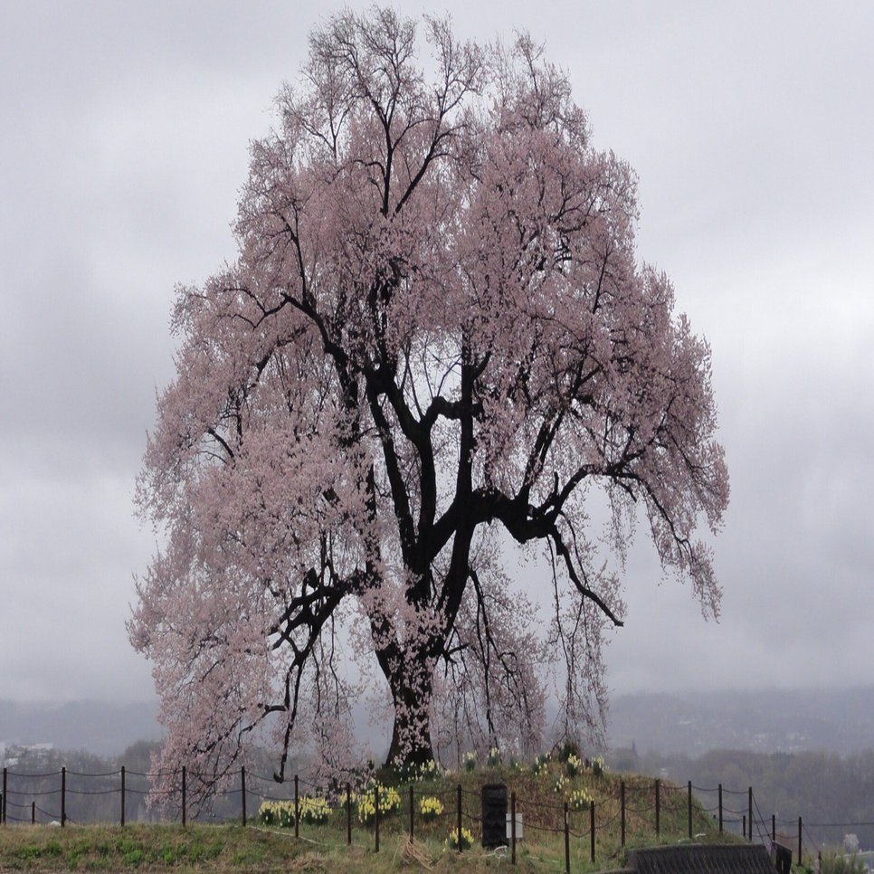 わに塚の桜】塚にそびえる韮崎の一本桜(2023.3.25)｜あずさ＠訪問記