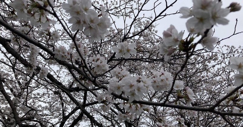 短歌　題詠「桜」