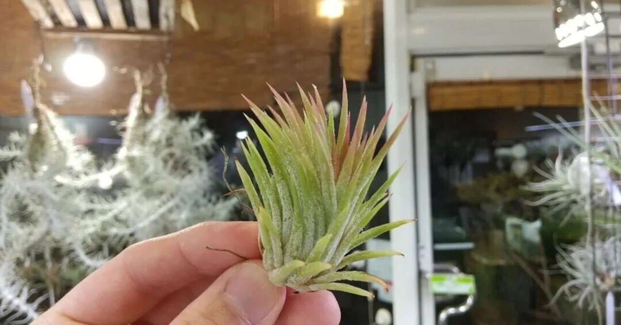 チランジア入荷リスト3/24｜NatureGarden🌿神田
