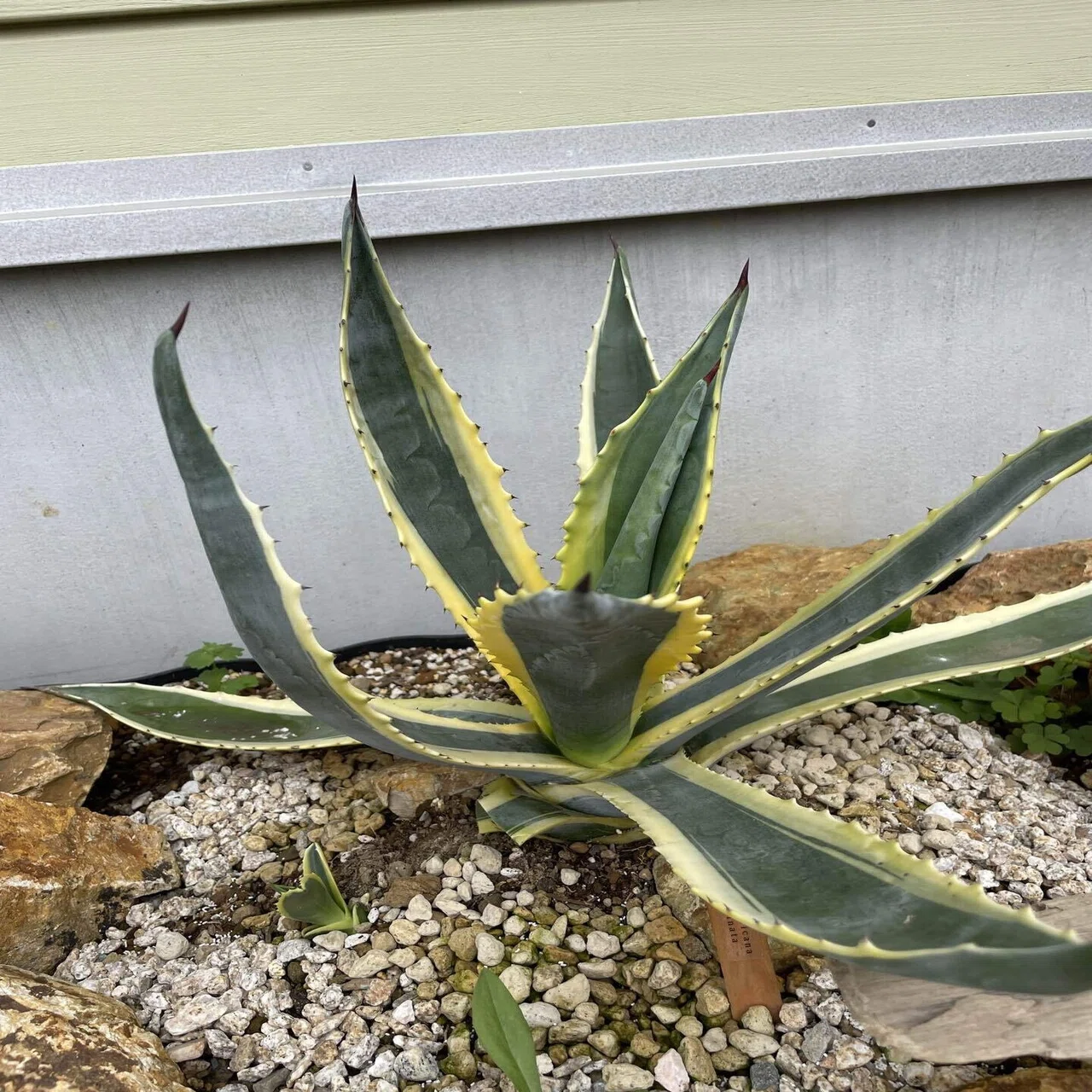 地植えアガベ 無事に越冬｜トミヒロ