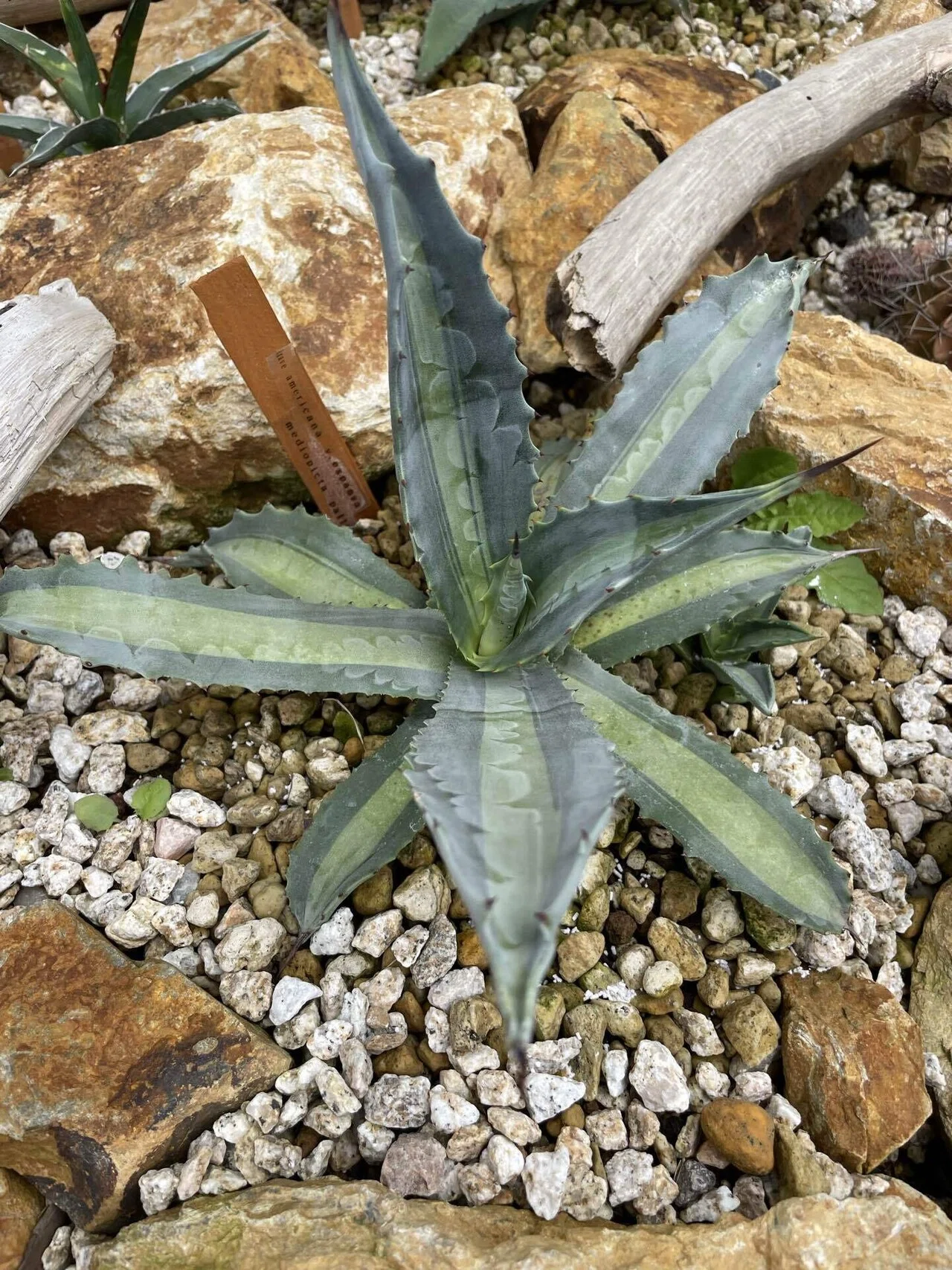 地植えアガベ 無事に越冬｜トミヒロ