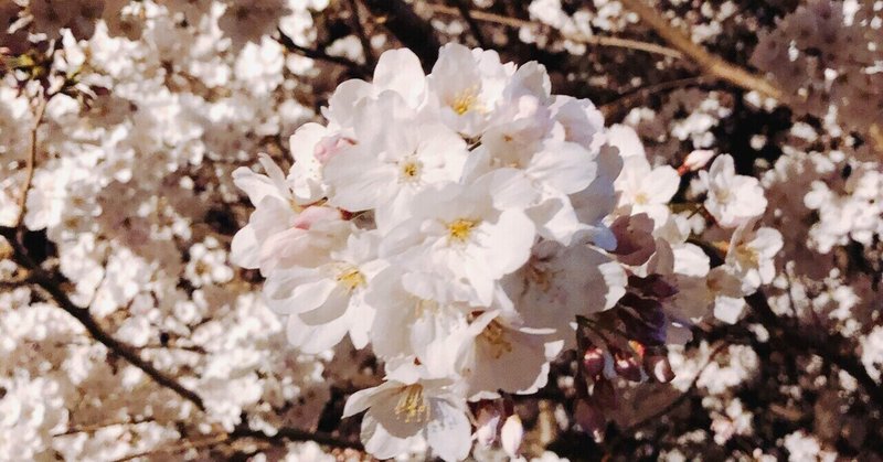 【神奈川観光〜桜編〜】平塚市の桜の名所を紹介