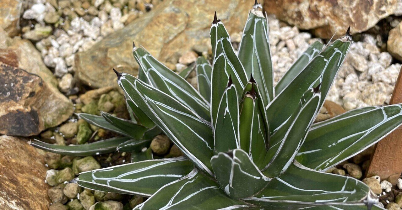 地植えアガベ 無事に越冬｜トミヒロ