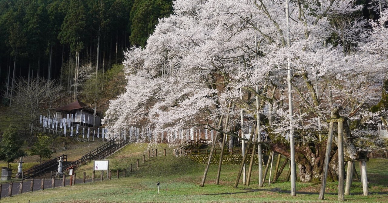 桜を見に岐阜へ行く〜樹齢1500年・根尾谷淡墨桜〜｜キャンパス