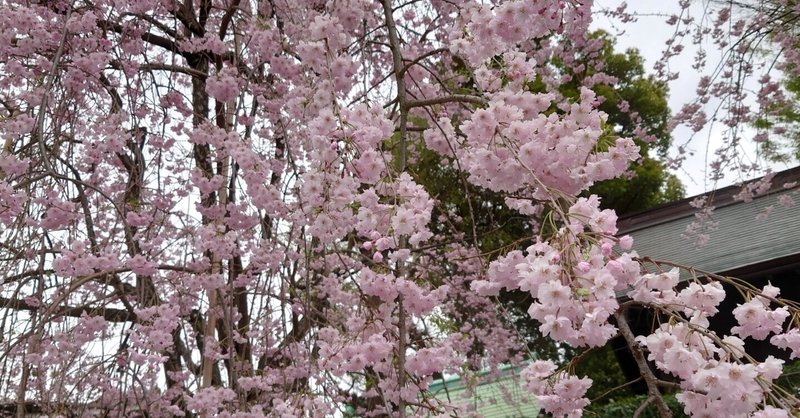 桜が咲くのを今年も見られた