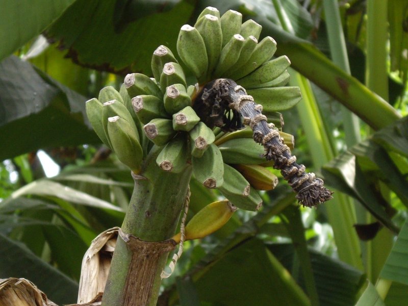 週末投稿 四季がある日本のバナナ ２ 似て非なるもの Pingubanana Note