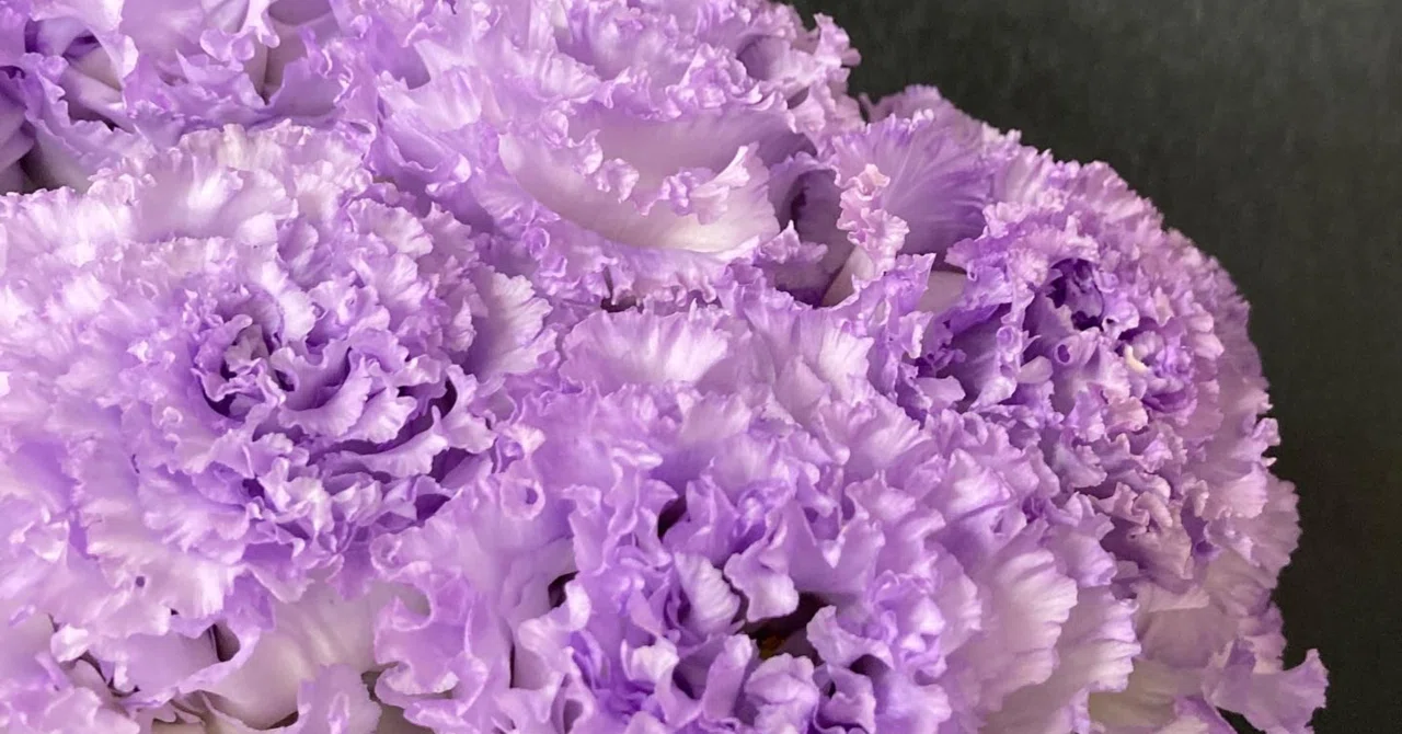 リシアンサスってどんな花？トルコキキョウとなにが違うの？種類・花
