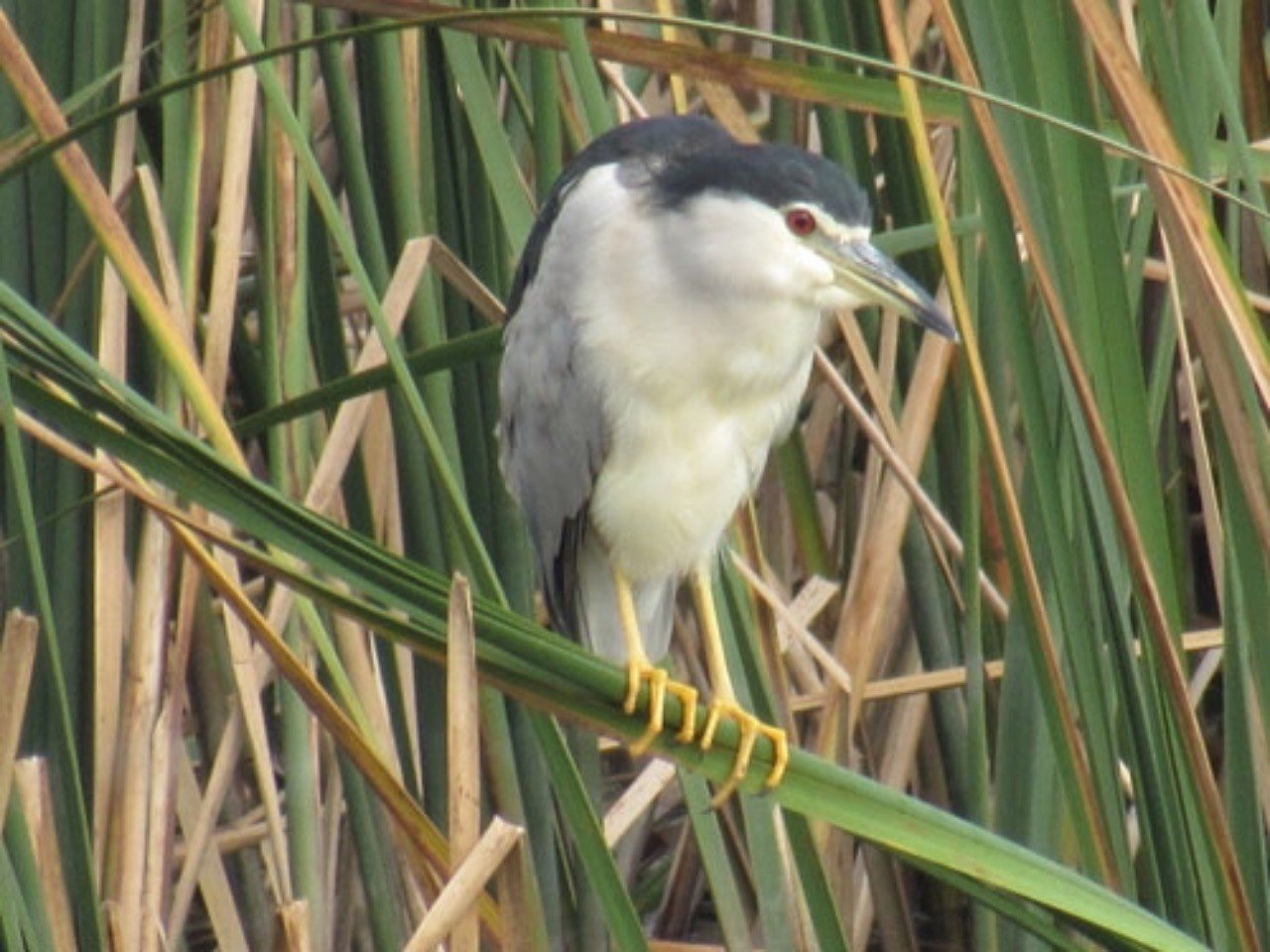 第63回 高貴なサギであるゴイサギ 翆野 大地 Note