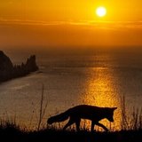 Serside Fox海辺の狐