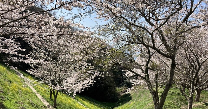 桜色のトンネルを