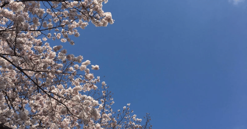 Full of cherry blossom 🌸