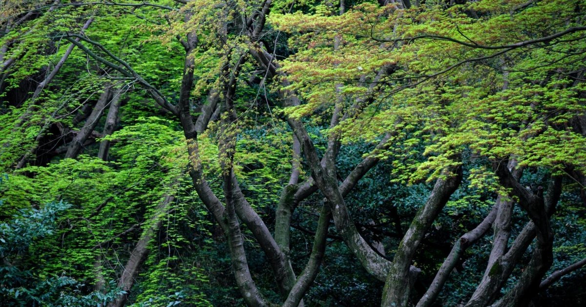 写真探訪 信州の原風景 7～9巻 幻景の東京: 写真集 大正・昭和の街と住い | 藤森 照信, 藤岡 洋