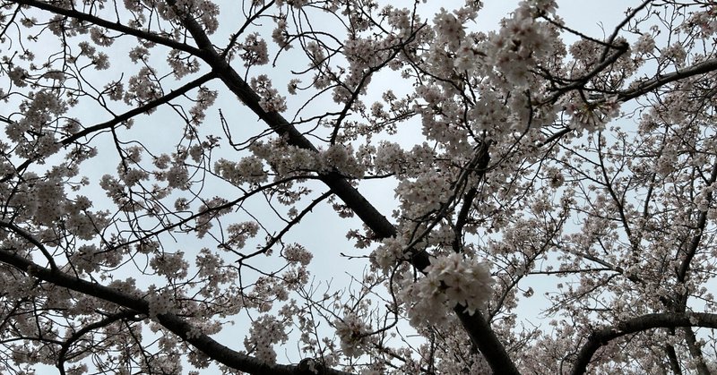 曇天の桜……🌸🌸🌸