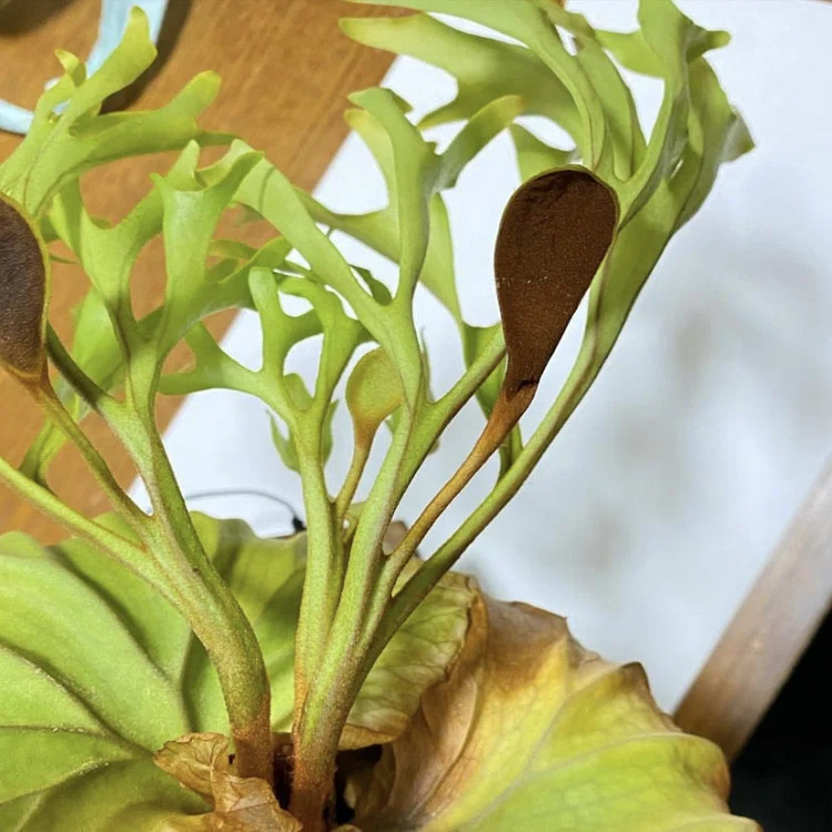 ビカクシダの胞子培養｜oyayubiplants