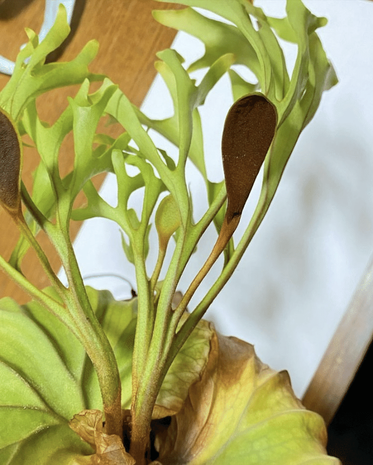 ビカクシダの胞子培養｜oyayubiplants