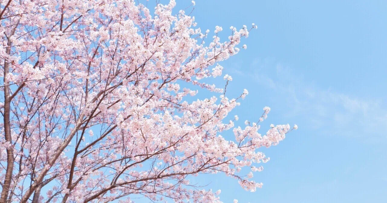 桜はなぜ綺麗に見える｜キジバト