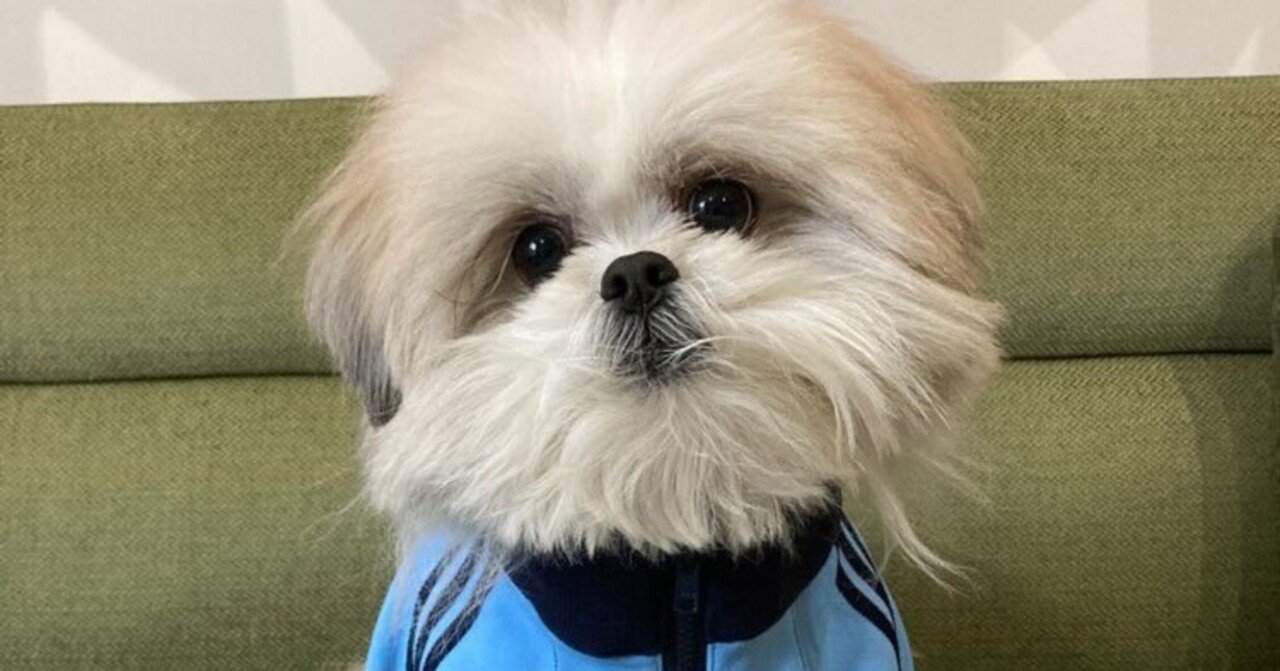 モコゾウ×Friends Again モコゾウくんにドッグウェアを着ていただき