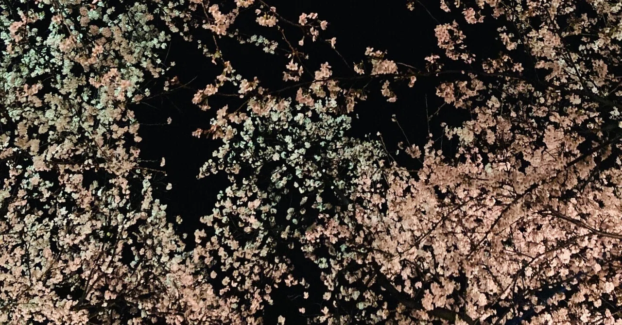 昇華｜夏桜