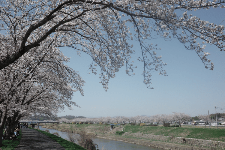 6〜7部咲きの桜。天気も良くて最高でした
