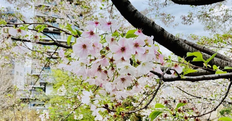 桜、桜、桜 & 夢占い