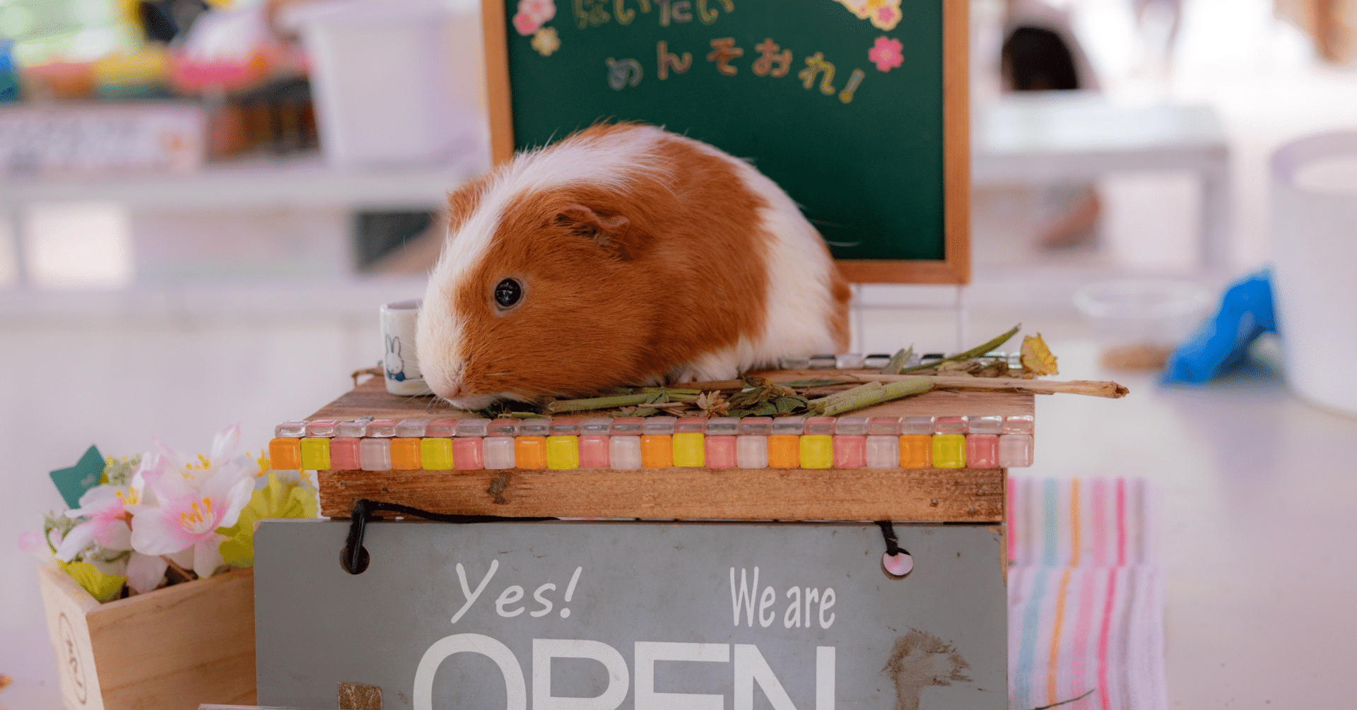 2023年】ゴールデンハムスターをお迎えするために買ったもの｜ocean