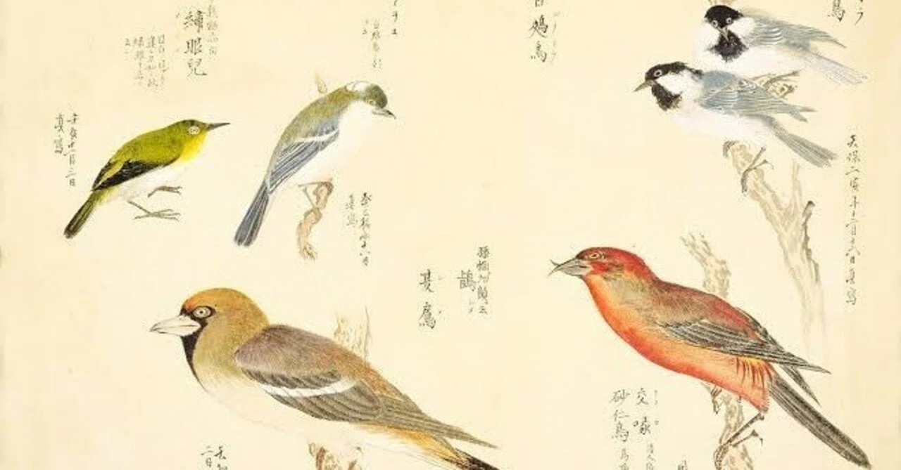 第2452回 江戸時代の珍鳥 ⑴｜翆野 大地