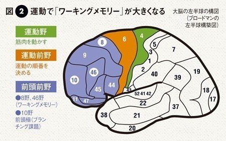 子供の脳の発達 早期教育よりも大事な4つのポイント Psycho Lab Singapore Note 子供の脳の発達 早期教育よりも大事な4つのポイント Psycho Lab Singapore Note