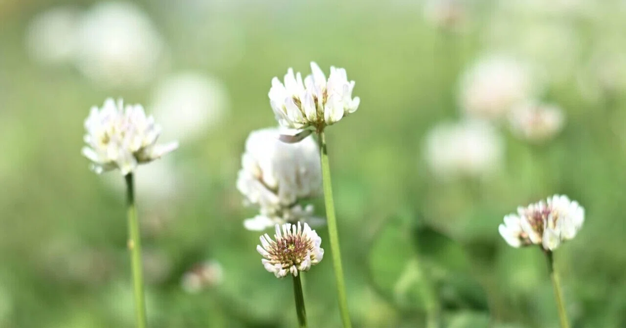 道草植物図鑑No.5「シロツメクサ」｜ふみ
