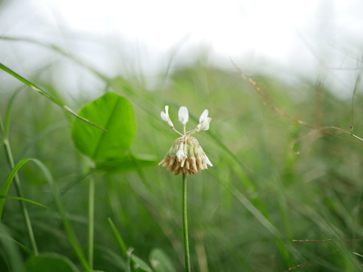 道草植物図鑑No.5「シロツメクサ」｜ふみ