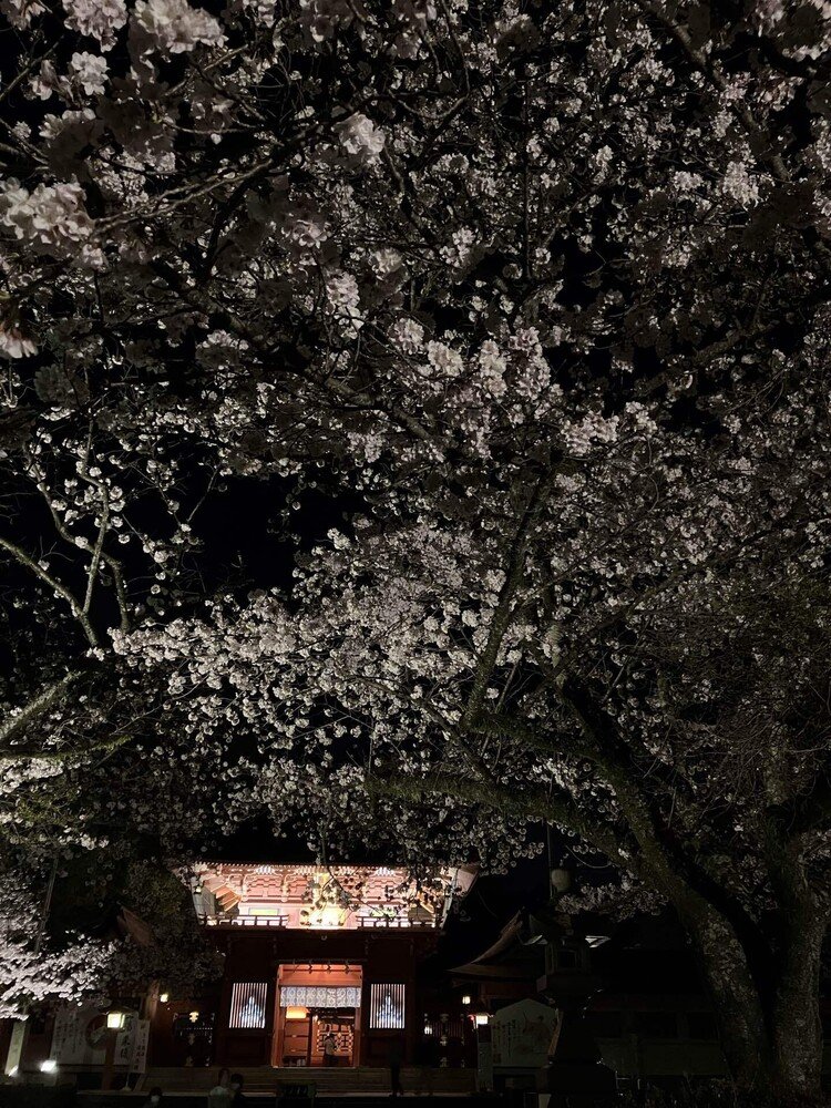 夜桜を見てきました。