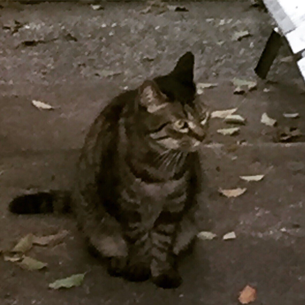 通りすがりの釣り堀の猫さん。釣り堀のお店を出入りしてたから、お店の子なのかな。 魚獲るのがうまいかもしれません👏🏻｜広翼