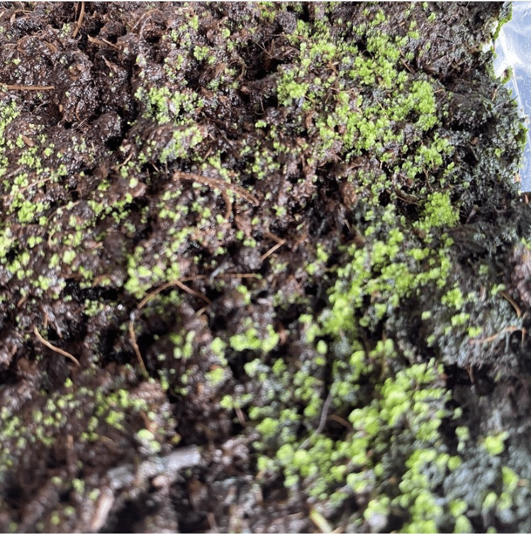 ビカクシダの胞子培養｜oyayubiplants