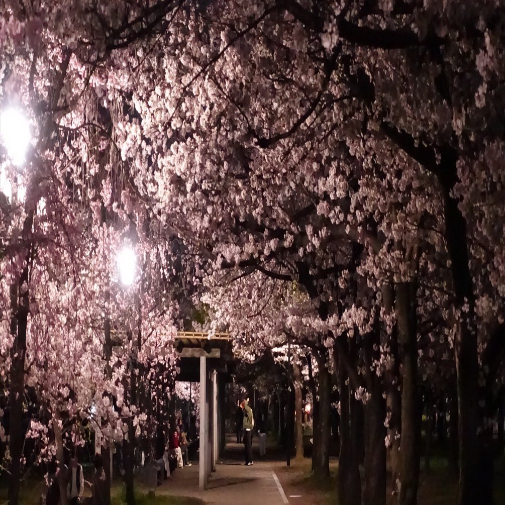 流れに任せて夜桜見物｜ひじき