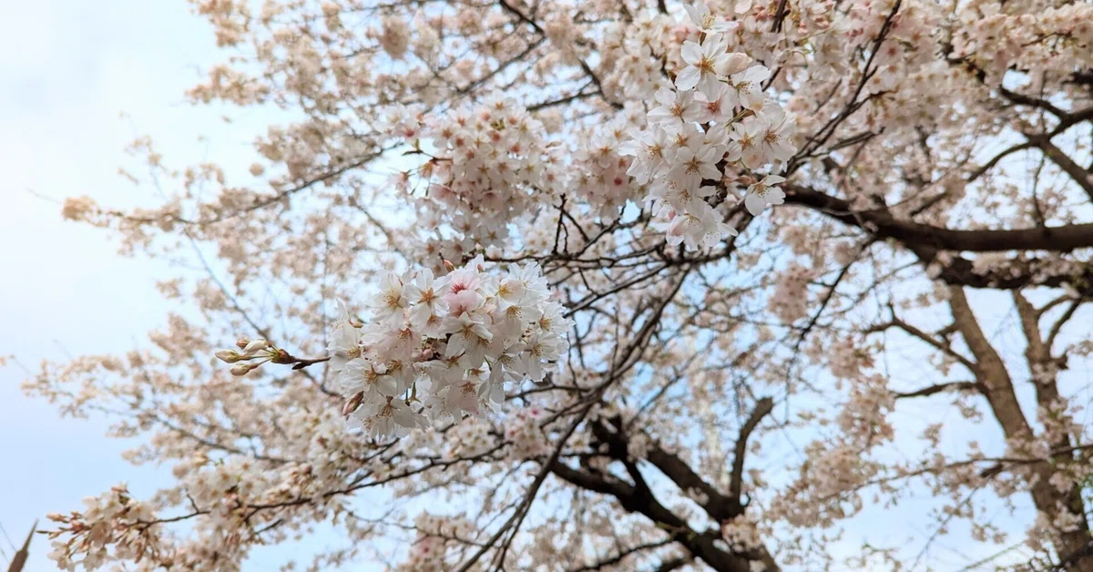March 2023 Monthly Report｜向坂
