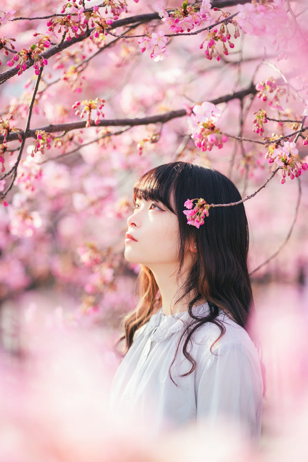 桜写真 京都】LUMIX S5Ⅱと河津桜｜Yuma Takatsuki