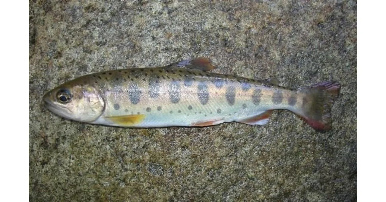 Yamame: Chobo-sensei's Self-Satisfied Fish Encyclopedia Vol. 66
