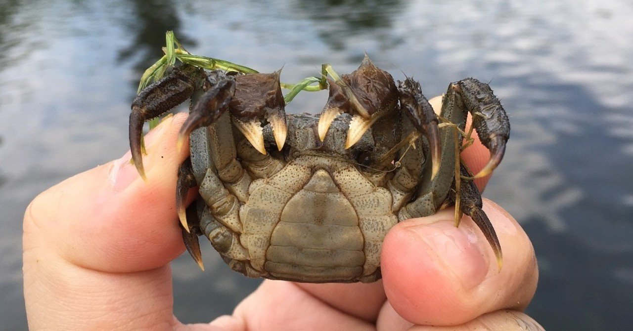 エビ アレルギー 食品別 食物アレルギーのマメ知識 エビ アレルギー 食品別 食物アレルギーのマメ知識
