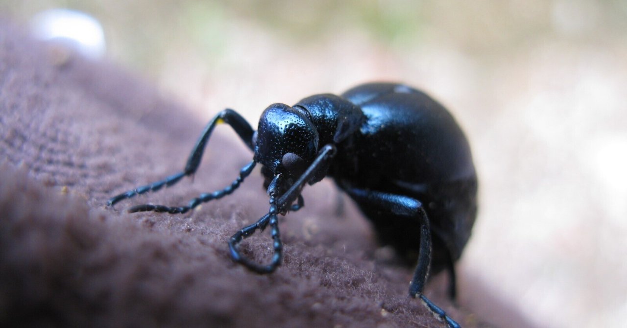 かつての里山に暮らす動植物 その3～虫たち⑤甲虫～｜森中遊助