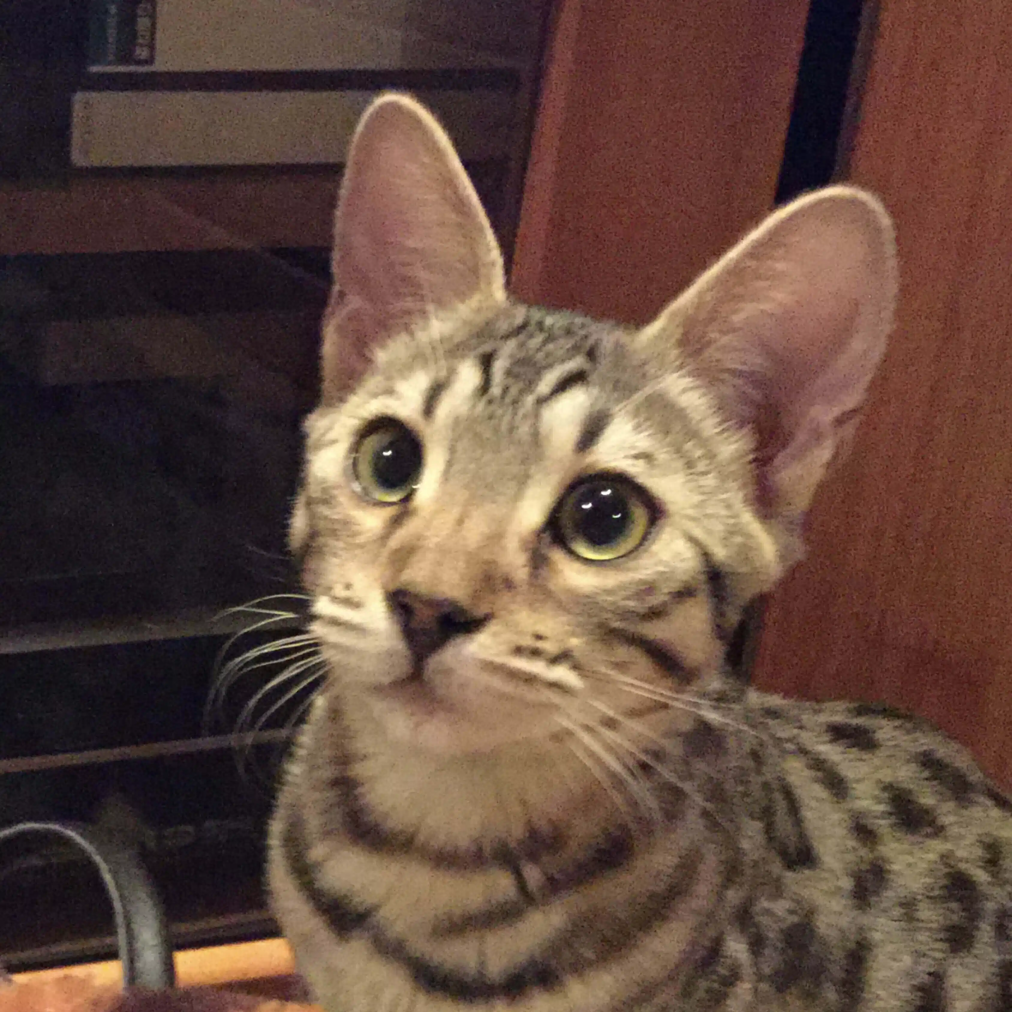 キャット