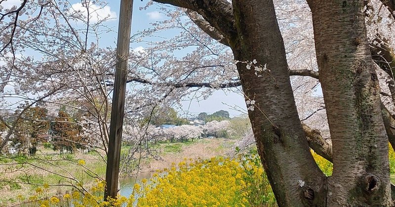 杖ついて 受け流さんかな 花弁の舞