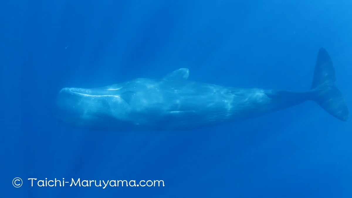 ?仰向けに泳ぐマッコウクジラ? 水面近くのものを観ようとする時 