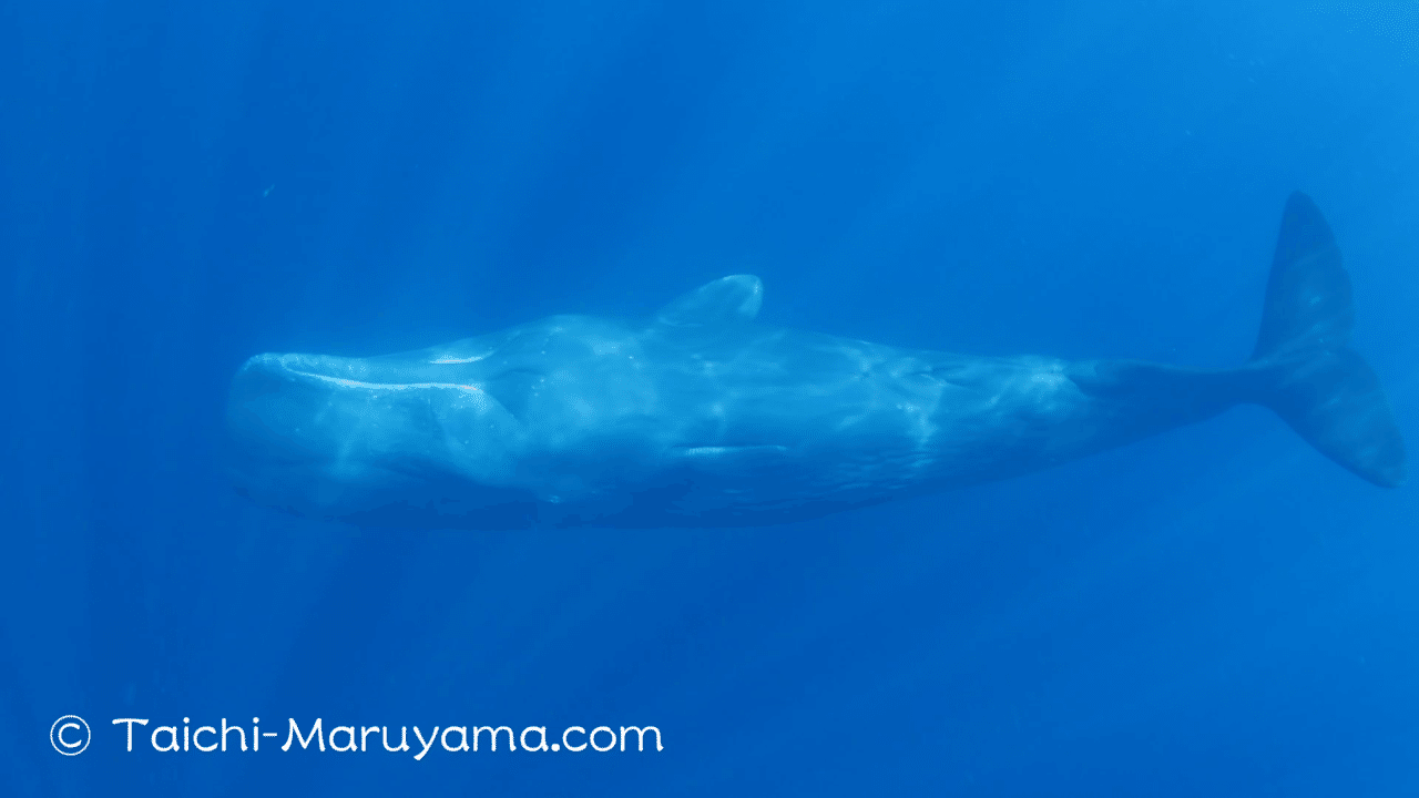 🐳仰向けに泳ぐマッコウクジラ🌈 水面近くのものを観ようとする時