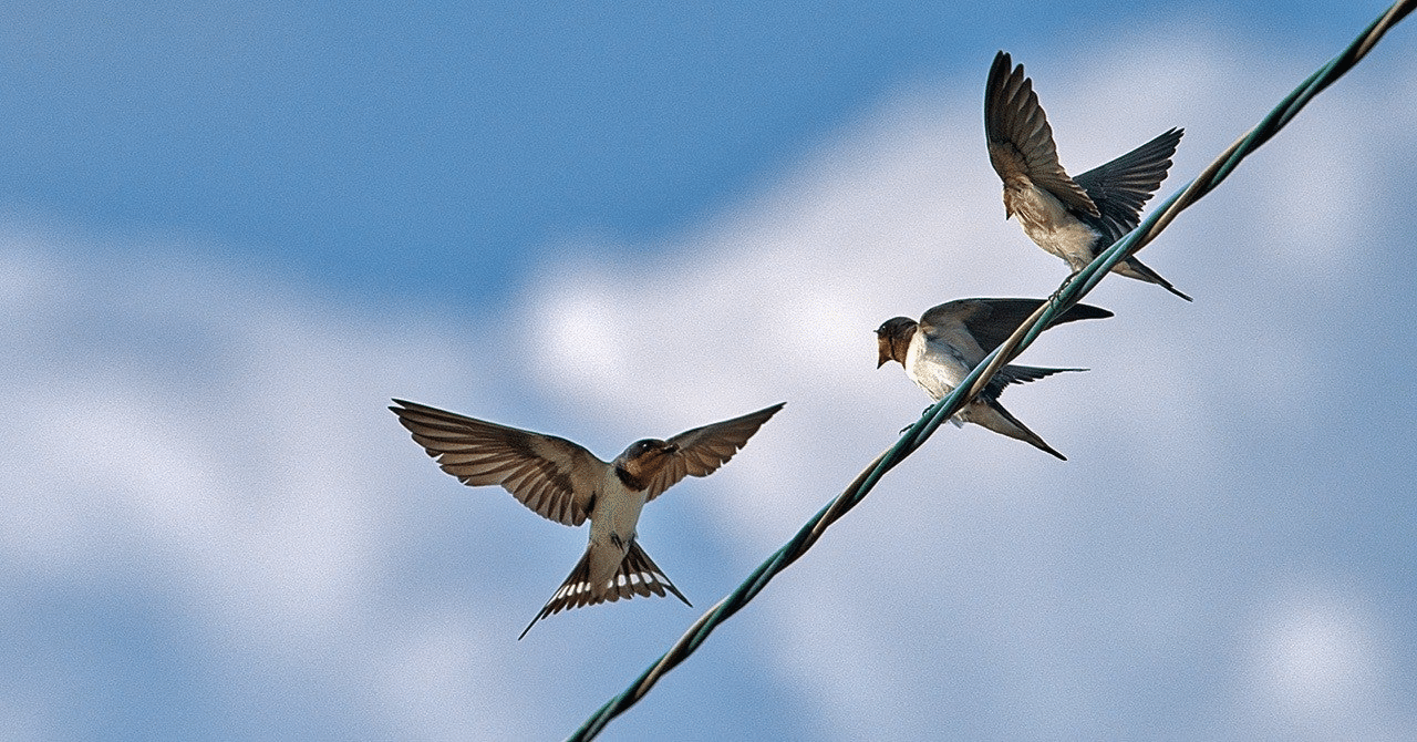 【Python】録音と再生(SoundCard, SoundFile)|星杜なぎさ