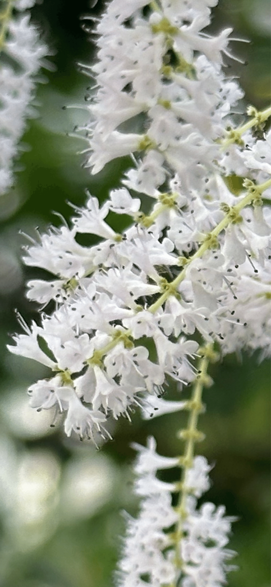 吹雪花|EGGSEED 吹雪花|EGGSEED