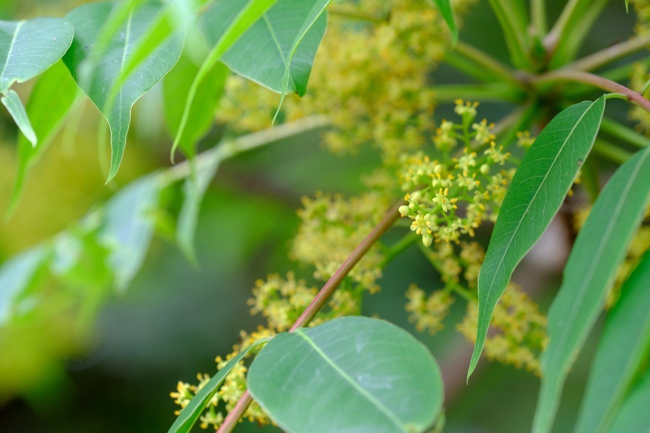 小さな黄花が綺麗なハゼノキ Hhaannaaiihh Note 小さな黄花が綺麗なハゼノキ Hhaannaaiihh Note