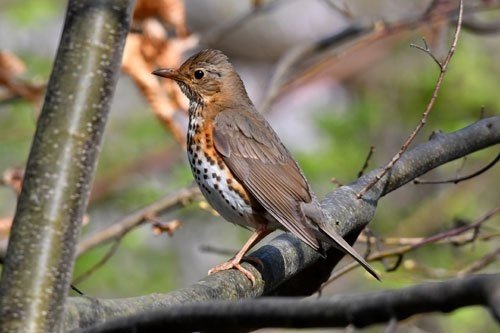 第67回 口をつぐむ野鳥ツグミ 翆野 大地 Note 第67回 口をつぐむ野鳥ツグミ 翆野 大地 Note