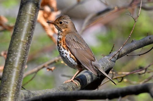 第67回 口をつぐむ野鳥ツグミ 翆野 大地 Note