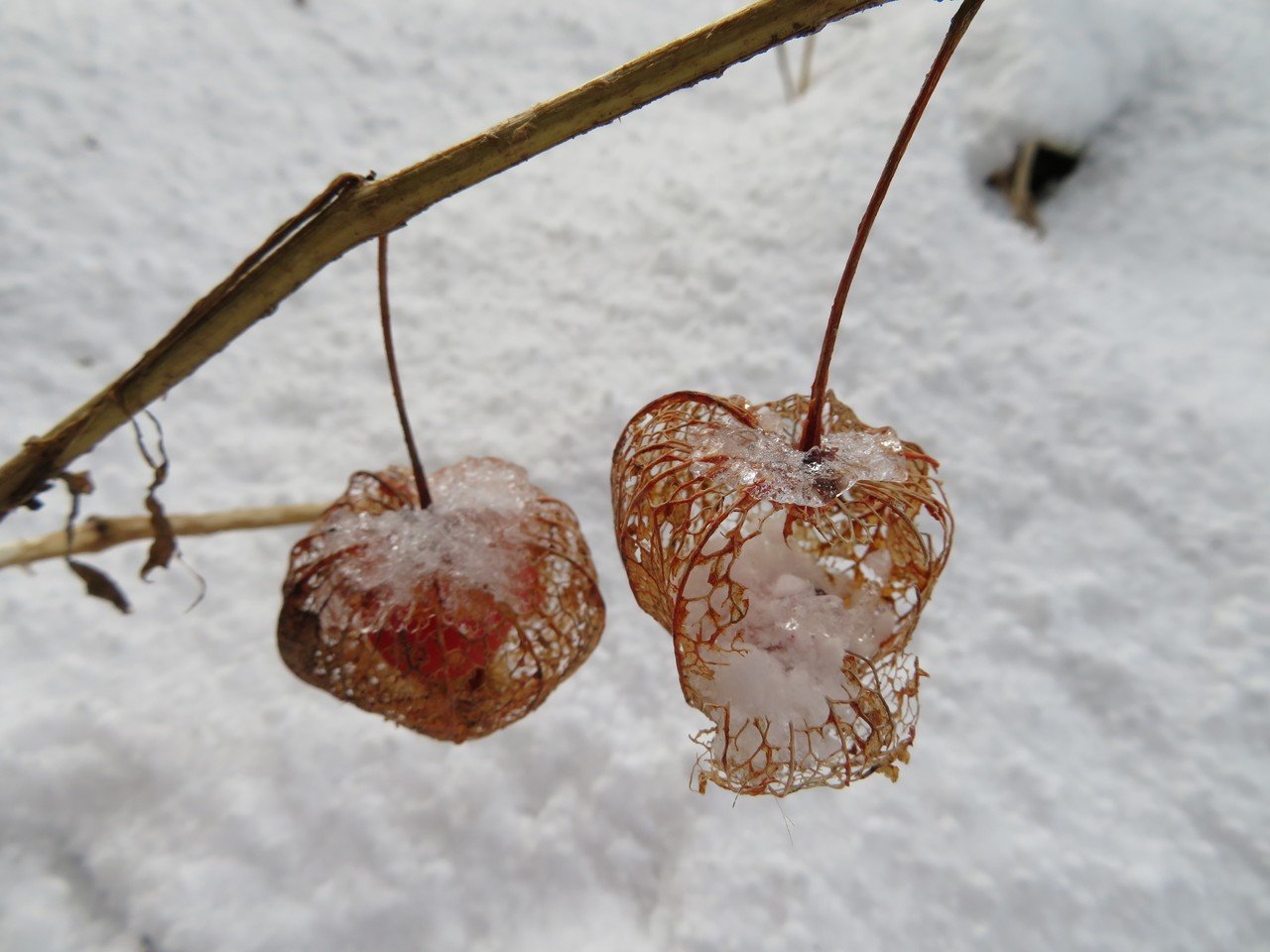 雪の日の記憶 鬼の提灯 足袋猫 Note